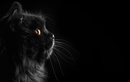 Black Cat