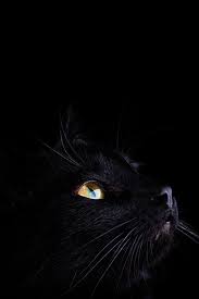 Black Cat