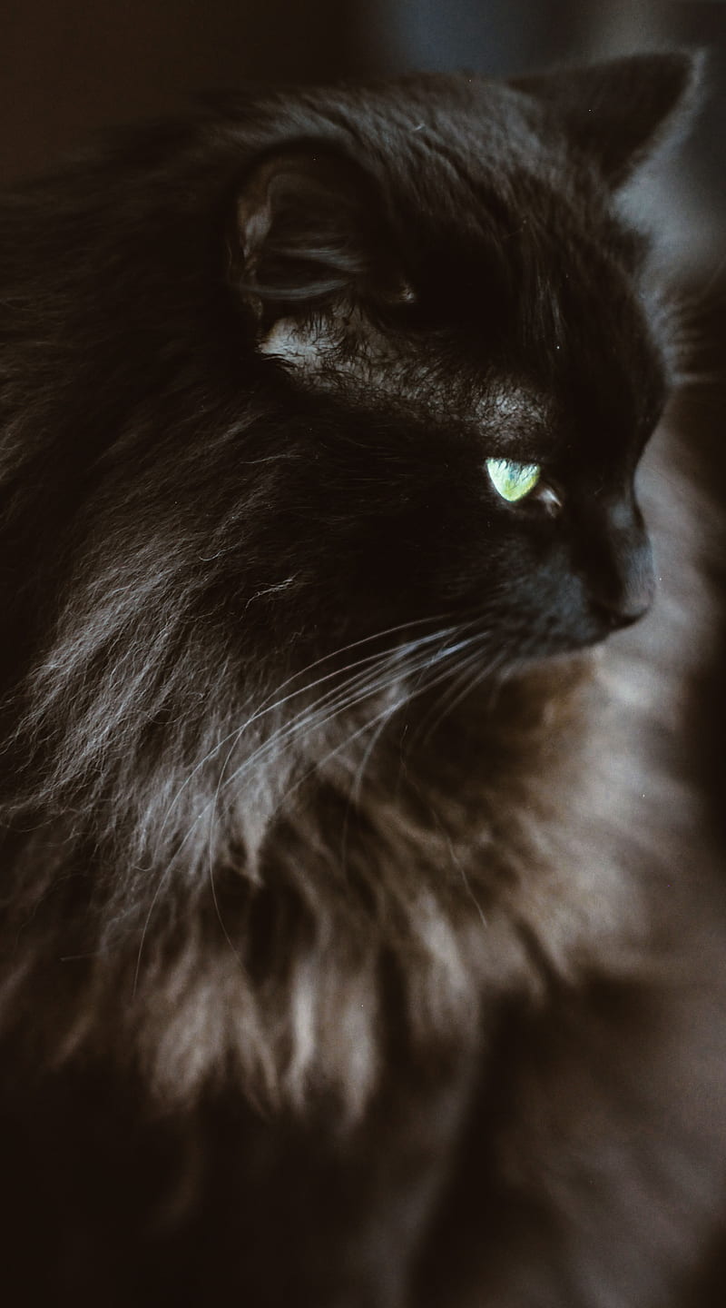 Black Cat